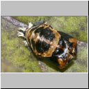 Marienkaeferpuppe - Harmonia axyridis 6b.jpg